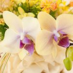 白い花の画像