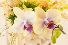 白い花の画像